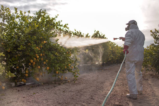 Best Flea Control Services  in Morton Grove, IL