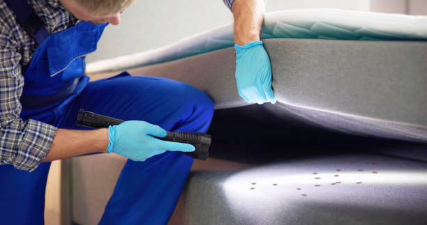 Best Ant Control Services  in Morton Grove, IL