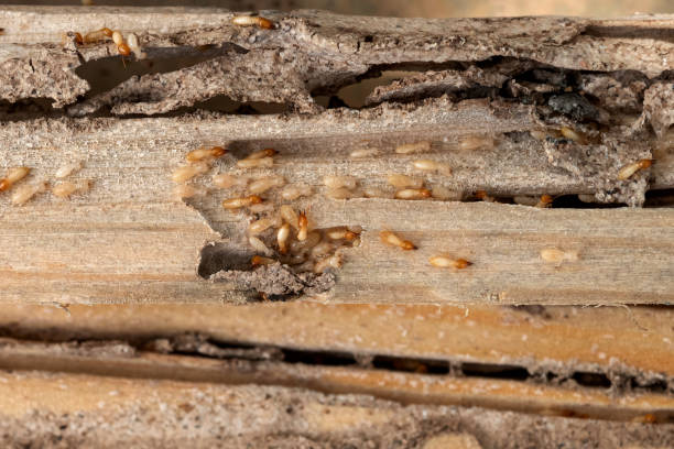 Best Rat Extermination Near Me  in Morton Grove, IL