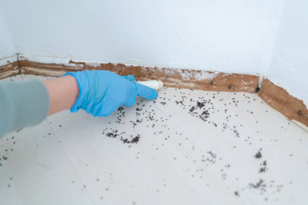 Best Wasp Removal Services  in Morton Grove, IL