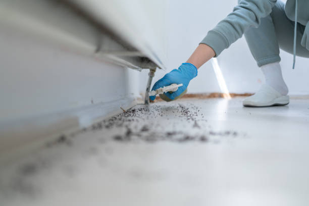 Best Local Pest Control Services  in Morton Grove, IL