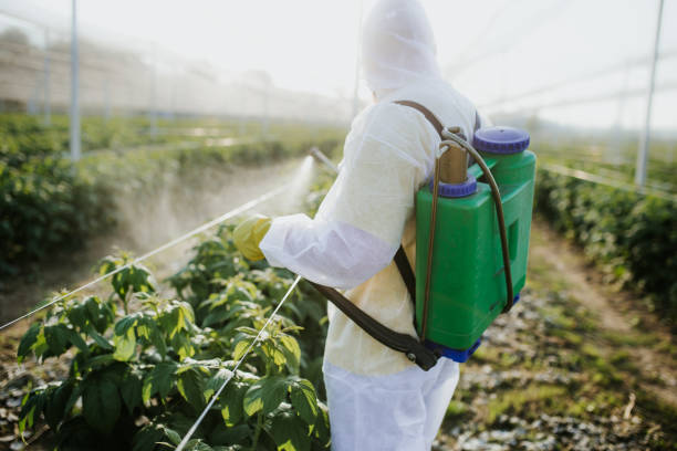 Best Affordable Pest Control Services  in Morton Grove, IL
